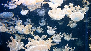 Jellyfish, White Spotted Sea Jellyfish Video || Jelly Fish Video || Floating Bell Jellyfishes Video