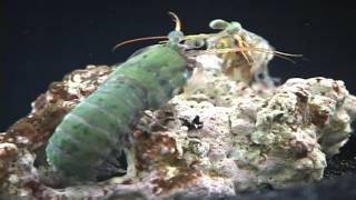 Male Haptosquilla banggai  courtship