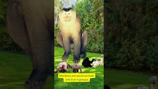 The Daily Lives of Monkeys 🐒🙈🙊 #cuteanimals #shortvideo #shortsviral  #monkey