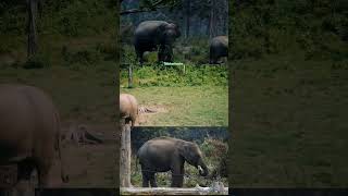 elephant attack #elephant #wildlife #nature #animals #wildanimals #wildpredator #trending #shorts