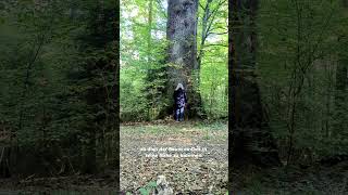 Wie nähere ich mich achtsam einem Baum für eine Baumkommunikation oder Meditation. #wald #baum