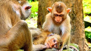 Very cool..!! Pregnant Monkey Libby is still caring And Loving to Babies LEO & Rainbow all the Time.