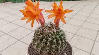 Кактус Матукана интертекста. Cactus Matucana Intertexta.