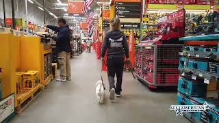 Maltipoo Trainers Phoenix I Small Dog Training Arizona I Phoenix Dog Trainers I All-American K-9