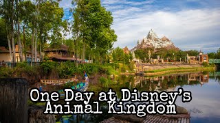 One day  at Disney’s Animal Kingdom #short