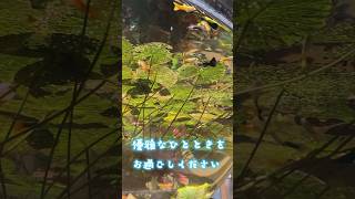 和風庭園へようこそ／スマートアクアリウム静岡［YouTube水族館］#グッピー