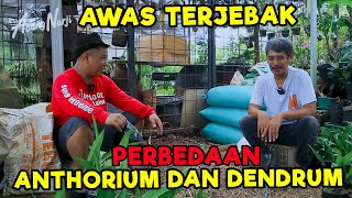 HATI-HATI TERJEBAK !!! INI DIA PERBEDAAN ANTHORIUM DAN DENDRUM || CUAN KECIL TAPI BANYAK