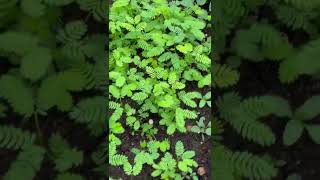 முயல் குட்டிகளுக்கு இந்த பசுந்தீவனம் கொடுக்கலாம் | Fresh greens for bunnies l Gardener Vinu