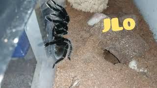 Adam's Tarantulas feeding video 1/27/20