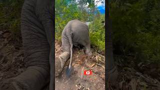 Baby Elephant's Hilarious Playtime: Too Funny to Handle! 🐘🤣 #shorts