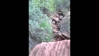 Nearly mauled by a giant Mule Deer in Zion National Park, Utah