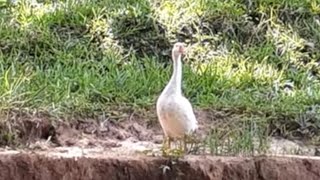 GARIMPO SOZINHO VOCÊ ACREDITA EM ANJO DA GUARDA ??