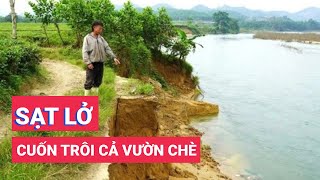 Bờ sông sạt lở nghiêm trọng, cuốn trôi cả vườn chè