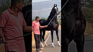 Black horse lover #trending videos#shorts #horse #viral #subscrib