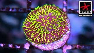 Corals marine tank fish кораллы море морской аквариум наноаквариум