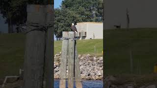 So cool! Bald Eagle 🇺🇸 ❤️ #shorts #eagle #beautiful