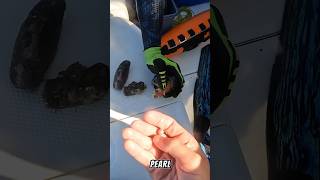 Have you ever found a pearl in a mussel before?! #shorts #youtube #PearlJam #pearls #fyp #ocean