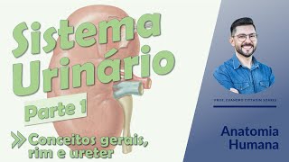 Sistema Urinário - Aula 01 - Conceitos gerais, anatomia do rim e do ureter - Anatomia Humana