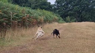 Aslan slips while playing with Neela 🤭