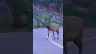 Bull Elk Crossing the Road in the Rocky Mountain National Park