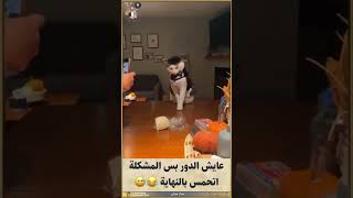 قط عنده جلسة تصوير #watch #funny #viral #reels #trend #explore #fypシ゚ #fypシ゚viral #shorts