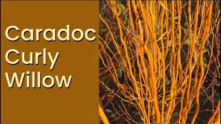 Caradoc Curly Willow - A Great Willow for Living Fences