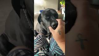 Cane Corso reaction to trending Bop it sound