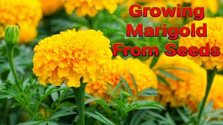 How To Grow Marigold From Seeds ||বীজ থেকে গাঁদা ফুলের চারা তৈরির সহজ পদ্ধতি || Shoker Bagan UK 2022