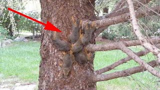 Une étrange créature était assise dans un arbre et se balançait d'un côté à l'autre