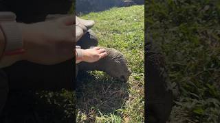 J’ai caressée une tortue géante !!