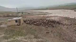 rural life in iran: Siege of sheep in overflow!!!