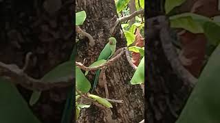 Parrot Planning Sunday Outing #cute #birds #nature #lovely #shorts