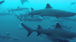 Коста-Рика - защитники акул / Costa Rica - Shark Defenders | 4K |