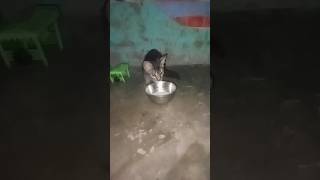 बीमार बिल्ली को दूध पिलाया❤🐹🐱 #shorts #viral #cat #trending #video #shortsfeed #ytshorts #12vfailv37