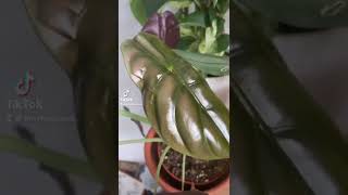 Wow I learnt something new #plants #gardening #houseplants