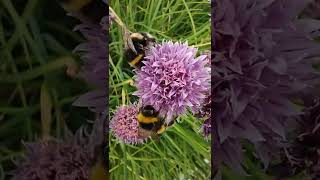 Cute little Honey & Bumble Bees rummaging around in purple flowered Chives 💜🐝