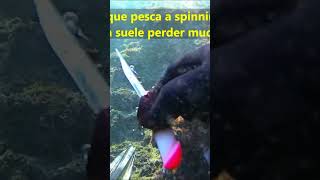 PEZ POLLA, EN ESTA JORNADA DE PESCA SUBMARINA ME ENCONTRÉ UN SEÑUELO DE LO MÁS RARO