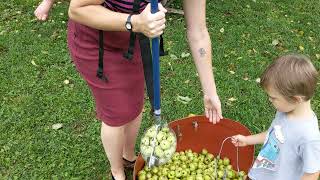 Cider apple harvest