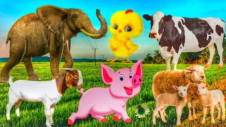 Cute Little Farm Animal Sounds - Chipmunk, Fox, Kitten, Sea Lion, Tortoise - Music For Relax