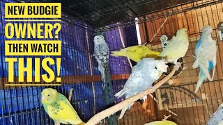 When and How Should You Breed Budgies? || All About Pets (Hindi)