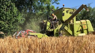 Moisson de l'orge avec une moissonneuse collector ! 🚜💨Claas Mercure de 1968