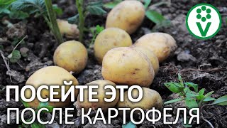 ОБЯЗАТЕЛЬНО ПОСЕЙТЕ ЭТИ СИДЕРАТЫ СРАЗУ ПОСЛЕ УБОРКИ КАРТОФЕЛЯ! Пропадут все сорняки и вредители