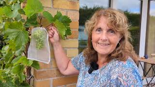 How do I protect my grapes from insects? (Without using chemicals!)