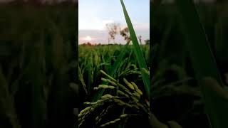 Farmers👳‍♀️ life motivation 🙅and love🥰 whatsapp status 😍tamil