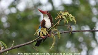 White-throated Kingfisher @ Chiu S C DSCN2139