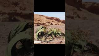 Welwitschia Mirabilis | Tanaman Tanpa Kepala #flora #unik