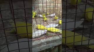 Happy budgie sounds #budgielife #parakeet #shorts....