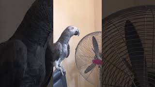 African Grey enjoying his meal #africangreyparrots #africangrey #lorikeet #cute parrot #bird #shorts