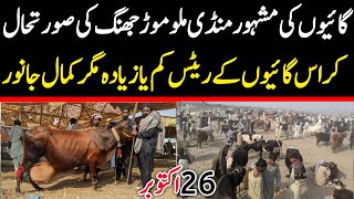 Today Malumor Mandi Jhang Rates Update | Cows Fresh Rates Update | Cow Mandi 2024