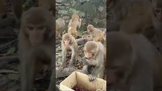 पके हुए बेर बेहद पसंद है हनुमान जी को 🌹 #monkey #viral #hanuman